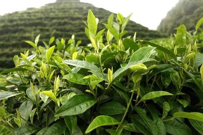 邵陽豬血丸子成了非遺項目,還有5個是這些!